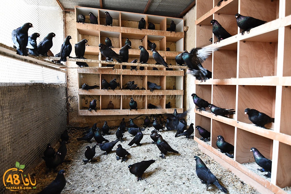 zohdi 3ashoor (16).jpeg